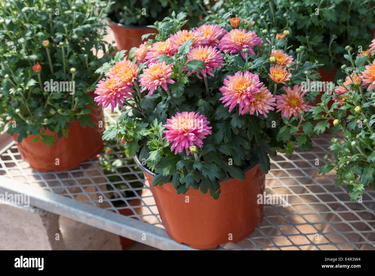 Colorful garden mums in a greenhouse environment Stock Photo Alamy