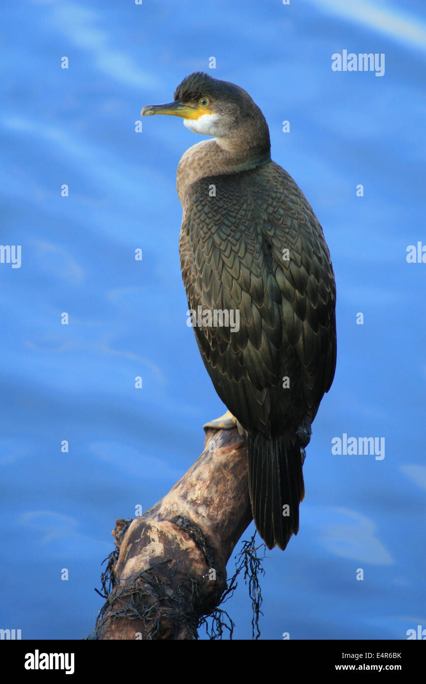 Young cormorant hires stock photography and images Alamy