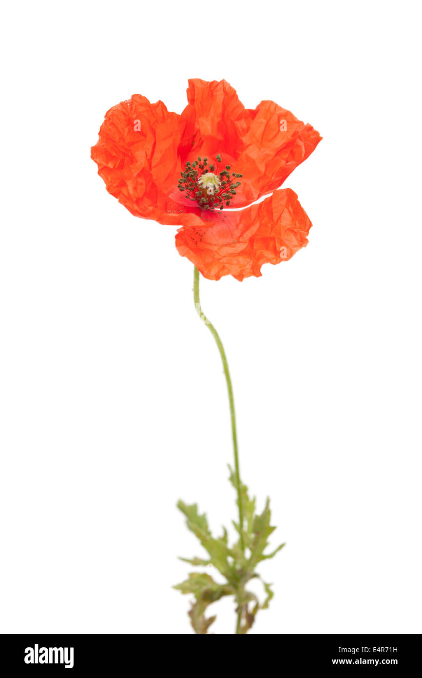 Long-headed Poppy isolated on white background Stock Photo - Alamy
