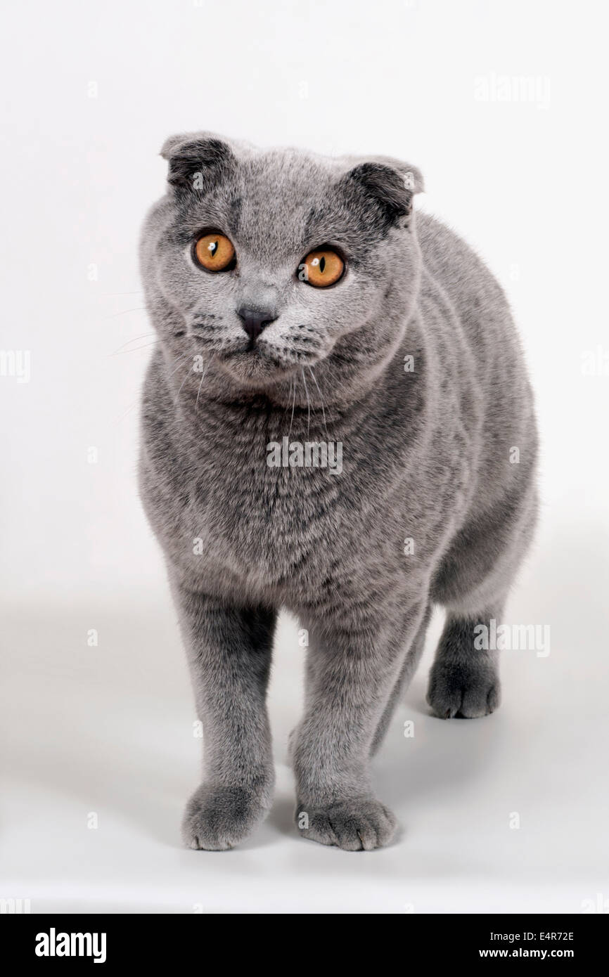 Premium Photo  Portrait photo of scottish fold cat with annoying