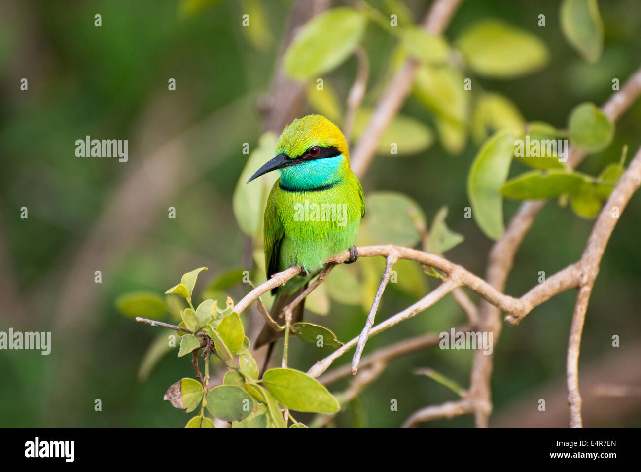 Green bee eater in sri lanka hi-res stock photography and images - Alamy