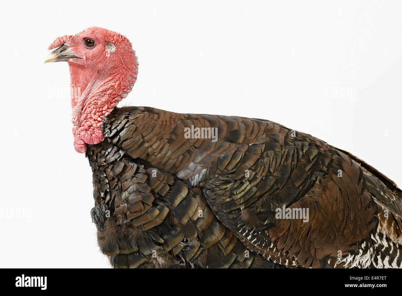 Bronze turkey Stock Photo