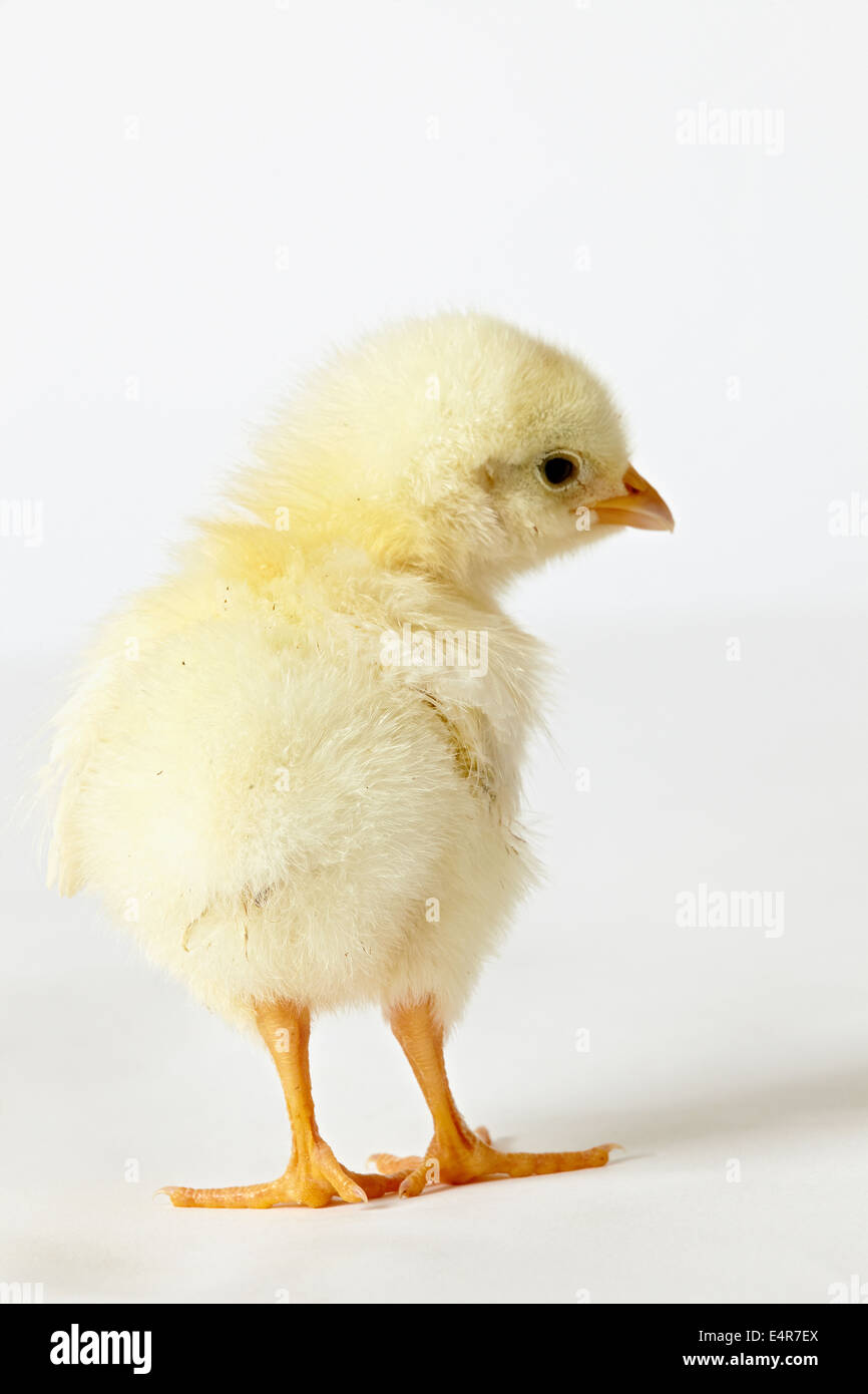 Light Sussex chick Stock Photo