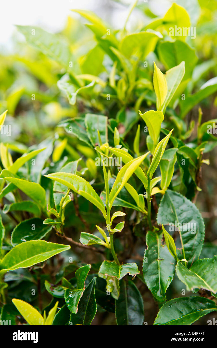 Tea plant, Sri Lanka Stock Photo