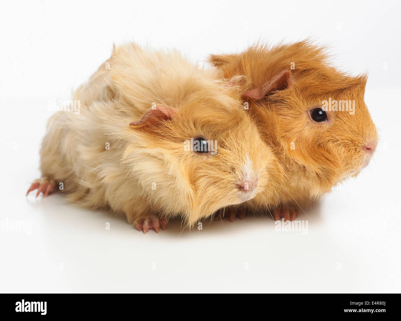 Guinea pig clearance abyssinian baby