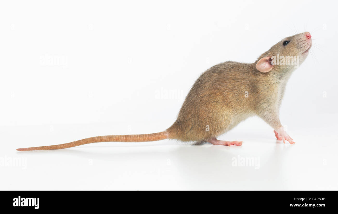 Pet rat hi-res stock photography and images - Alamy