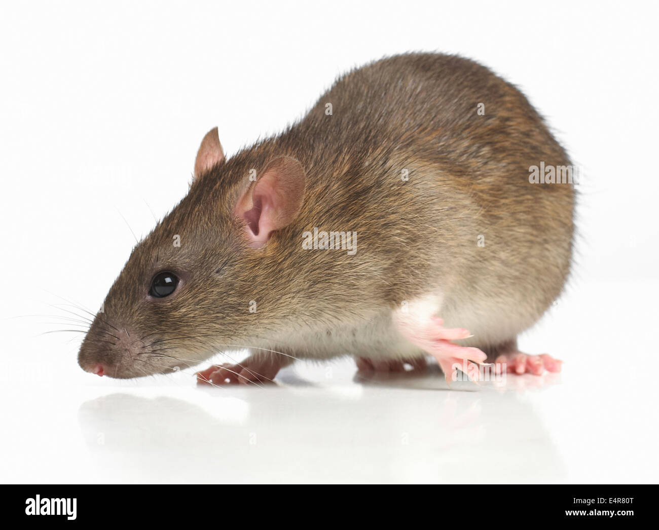 Dumbo rat, pet rat Stock Photo Alamy