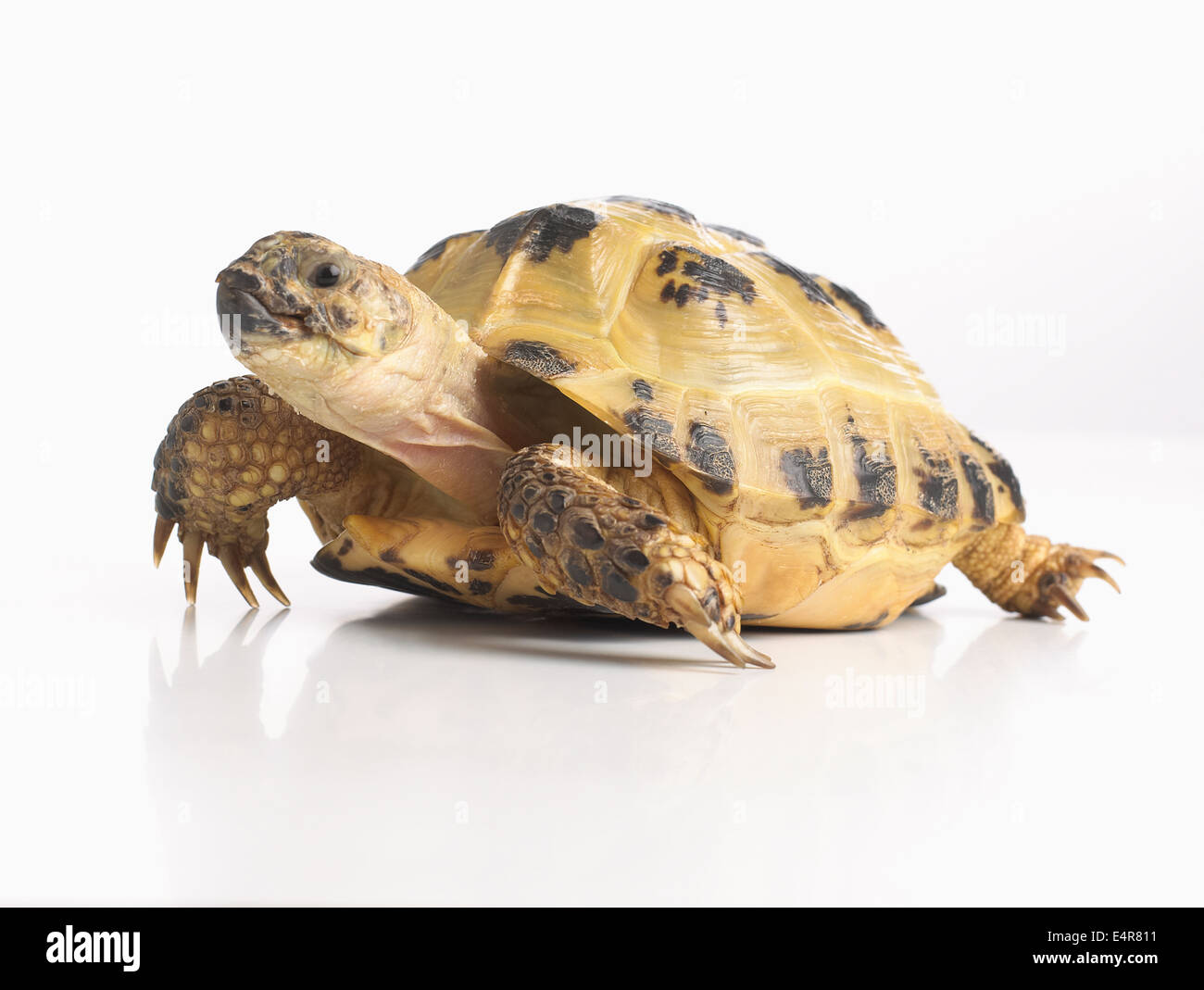 Young Horsefield's Tortoise, Russian Tortoise (Agrionemys horsfieldii), 4-year-old Stock Photo
