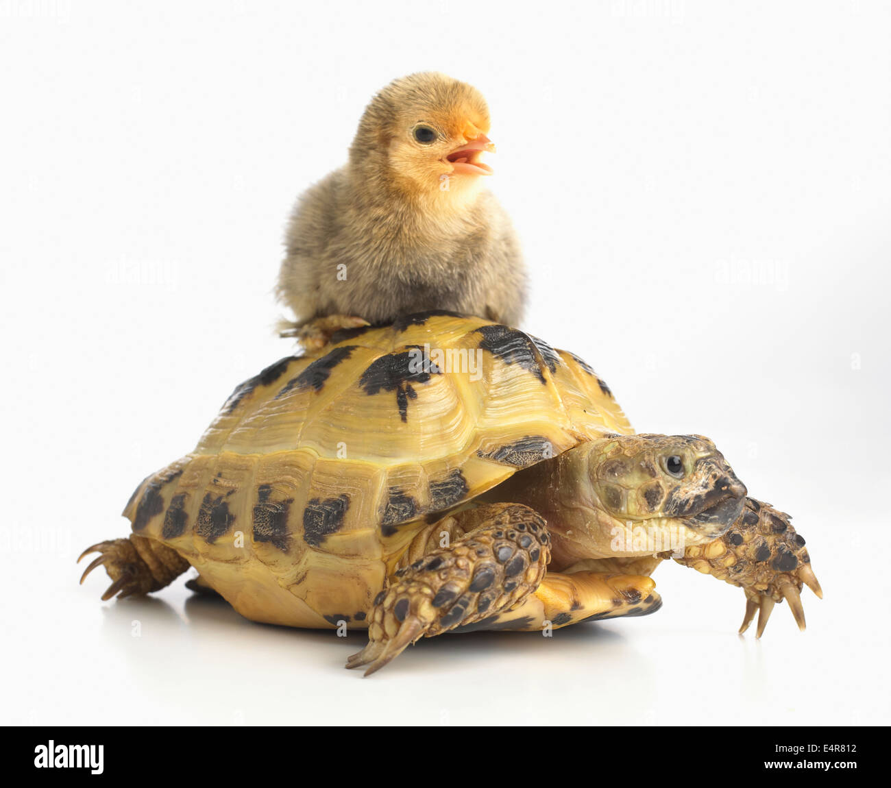 Pekin chick and young Horsfield's Tortoise, Russian Tortoise (Agrionemys horsfieldii) Stock Photo