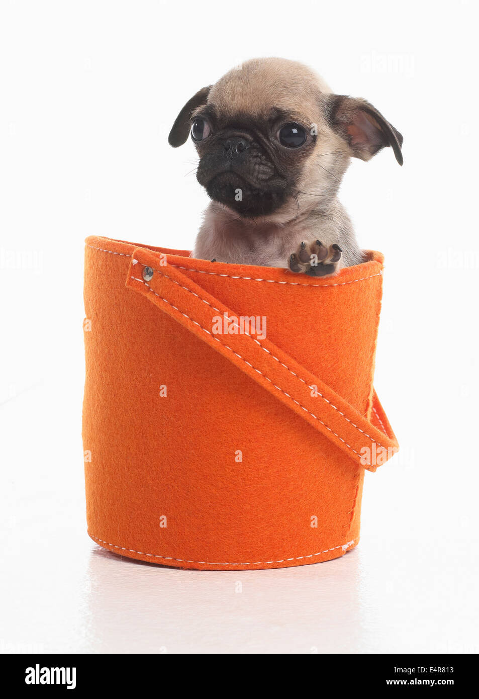 Box a pug hotsell