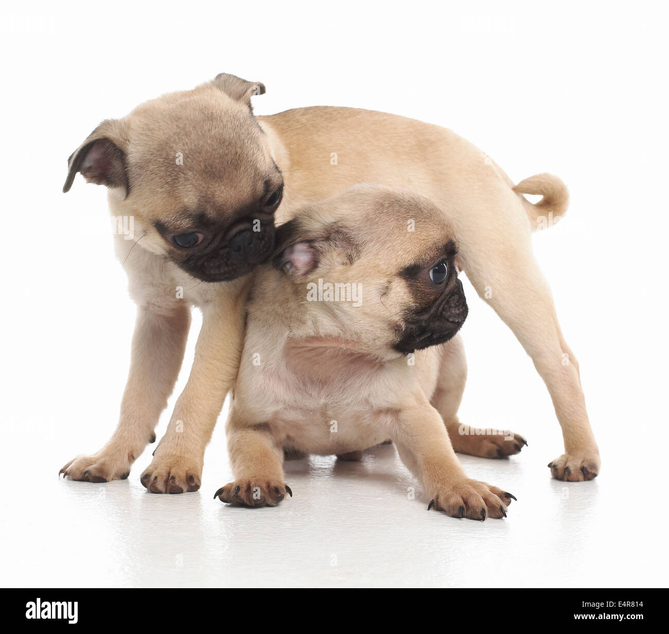 Pug puppies, 7weekold Stock Photo Alamy