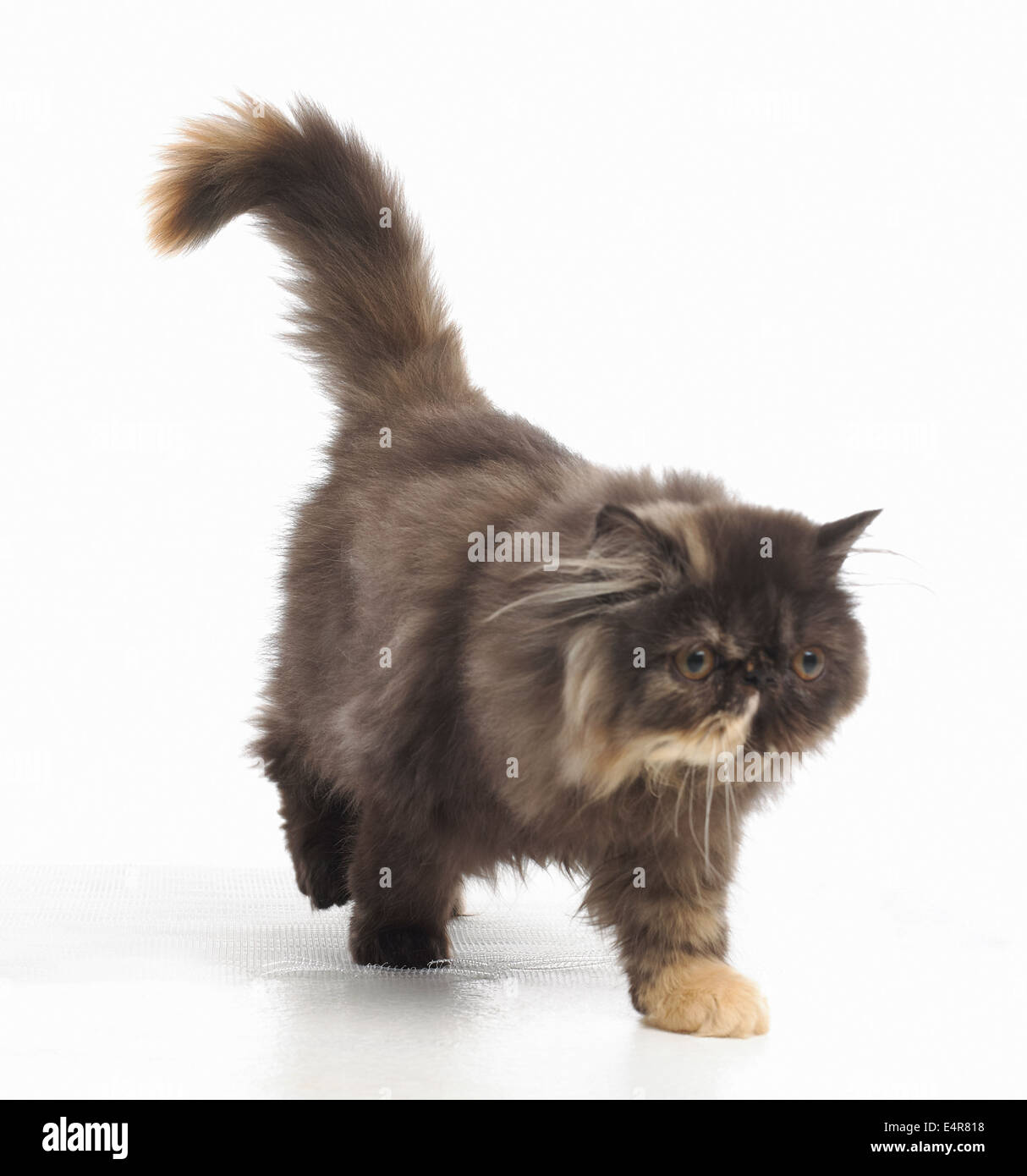 Persian kitten, 20-week-old Stock Photo