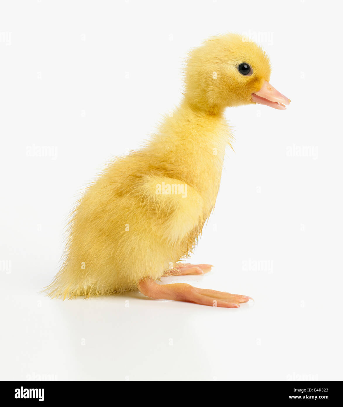 Yellow duckling, Call Duck Stock Photo Alamy