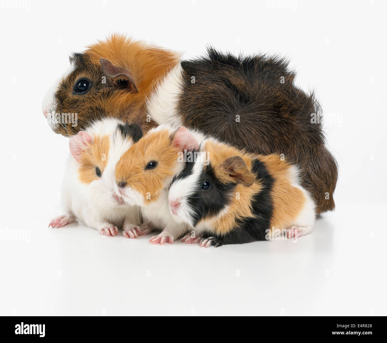 Mother and baby guinea pigs, Abyssinian guinea pigs Stock Photo