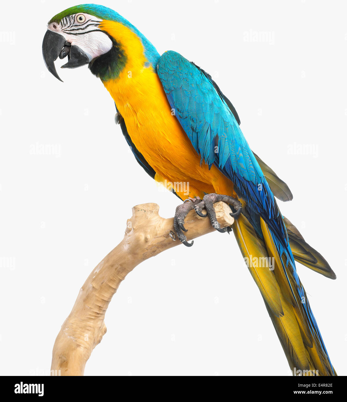 Blue and Yellow Macaw, Blue and Gold Macaw (Ara ararauna), parrot Stock  Photo - Alamy