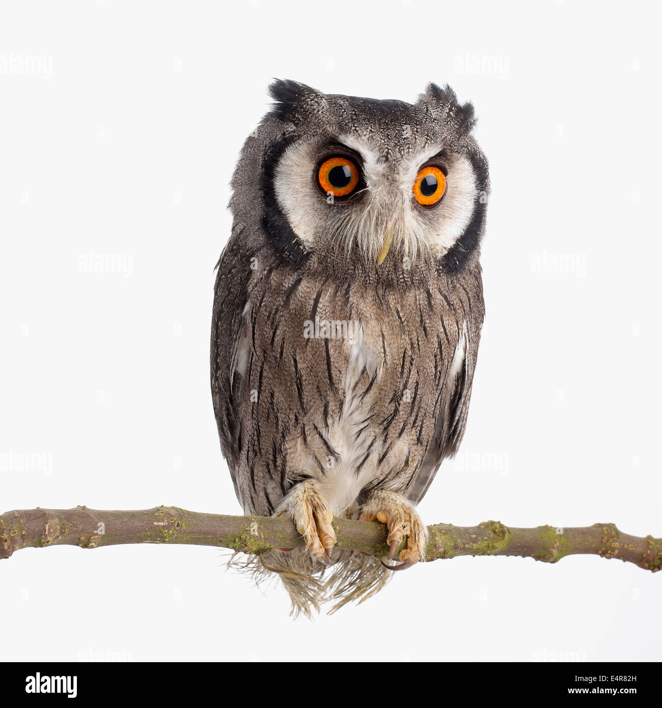 Young Southern White-faced Owl (Ptilopsis granti) Stock Photo