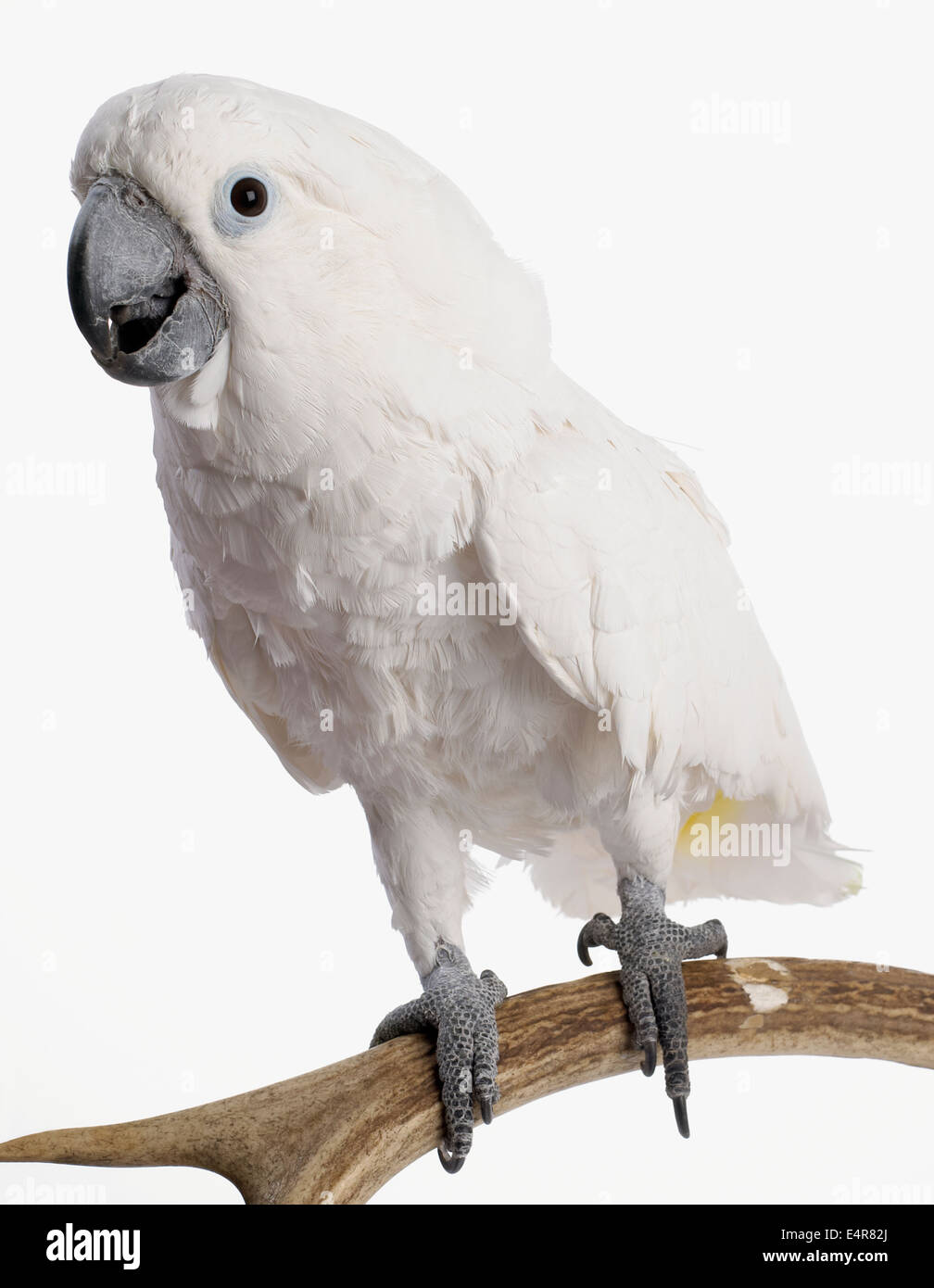 White Cockatoo, Umbrella Cockatoo (Cacatua alba), 3-year-old female Stock Photo