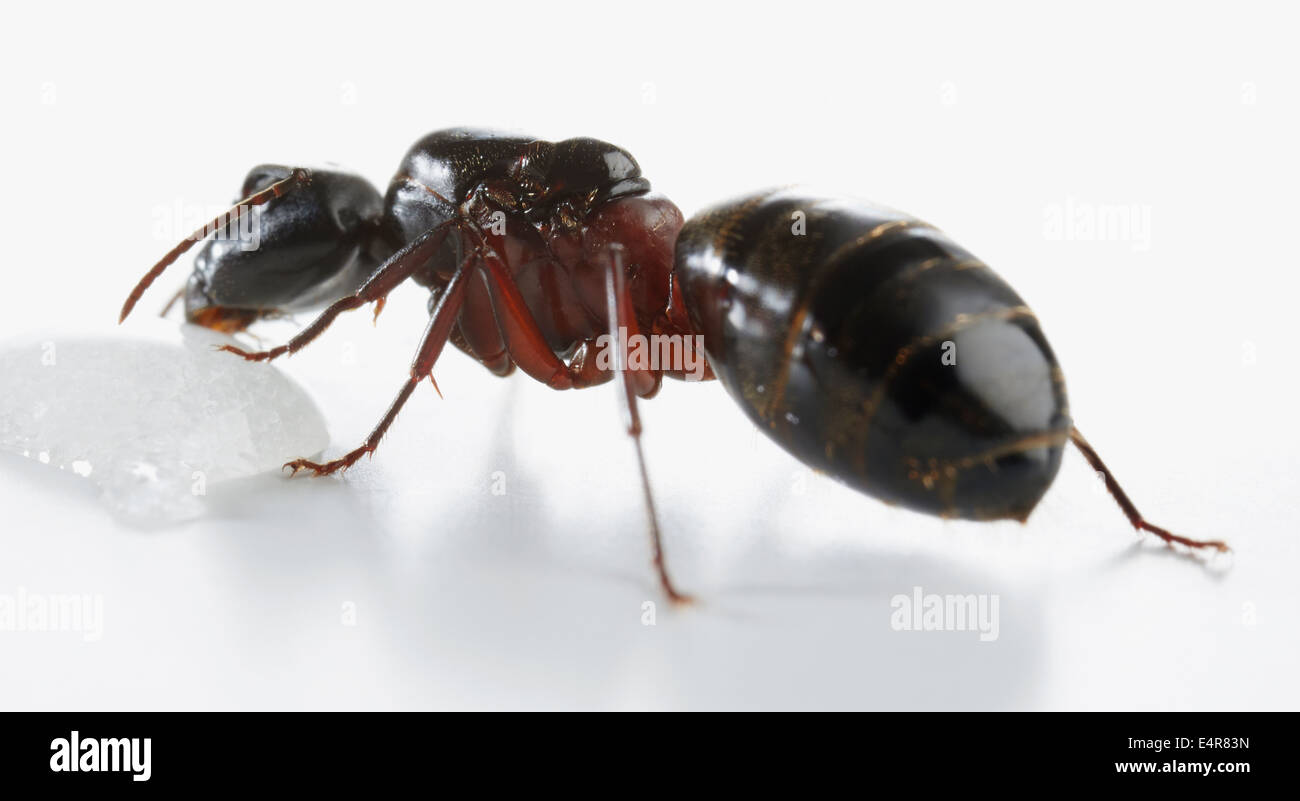 Ant eating sugar Stock Photo Alamy