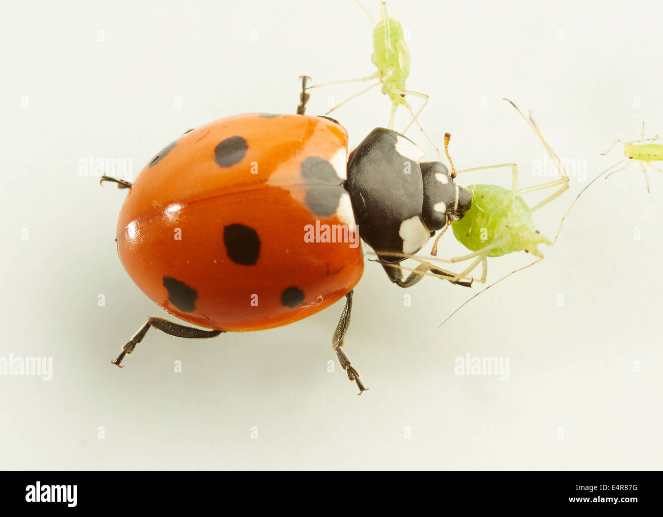 Seven-spot Ladybird (Coccinella septempunctata) killing and eating greenflies Stock Photo