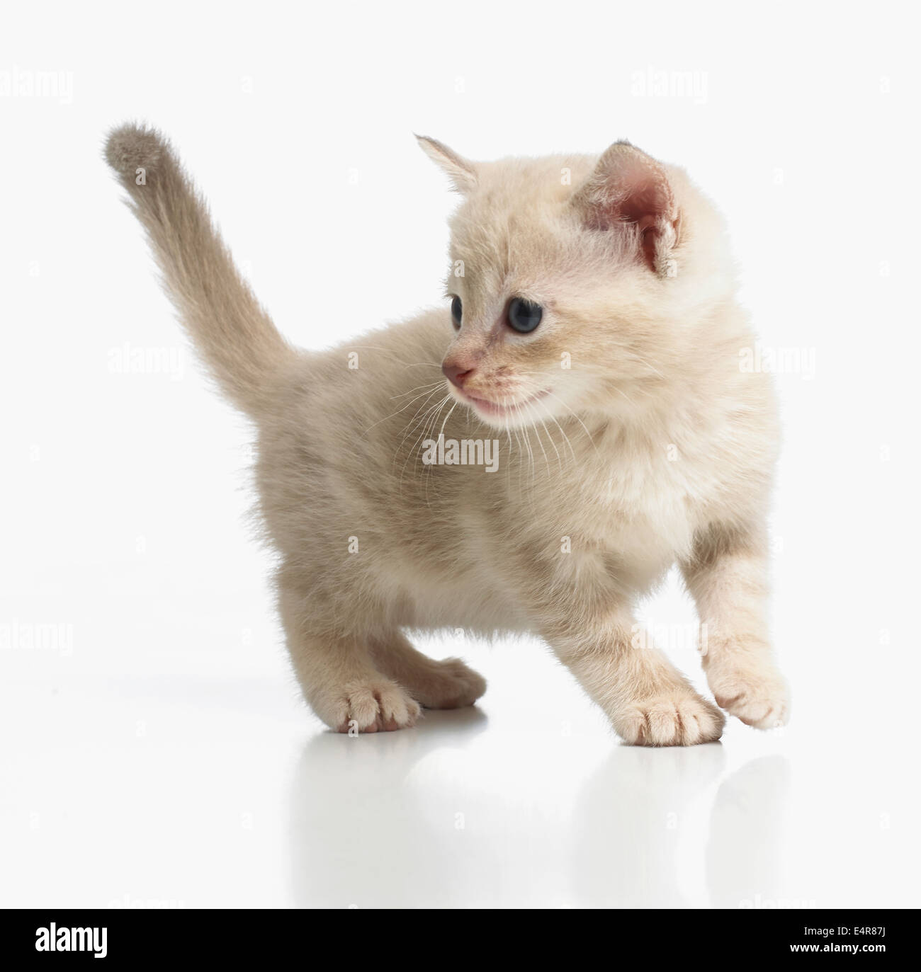 Burmese 2025 tabby cross