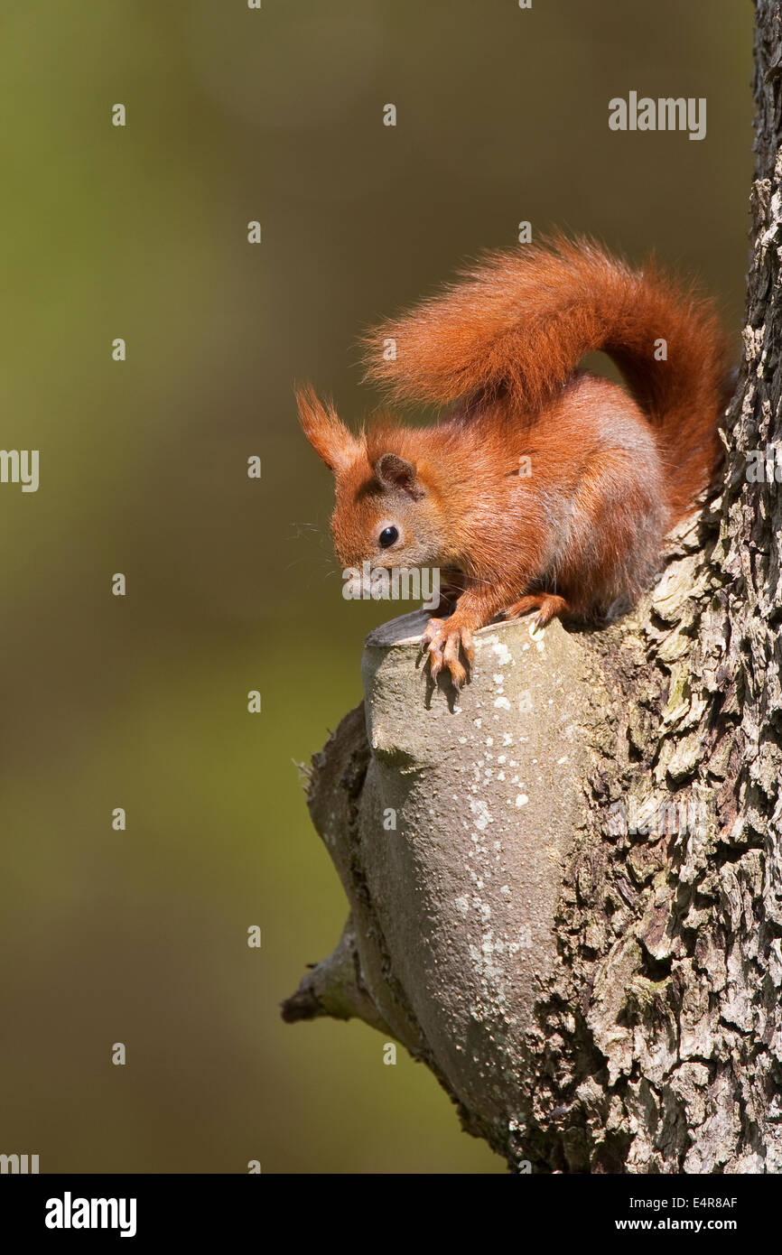 Red squirrel, Eurasian red squirrel, squirrel, Eichhörnchen, Sciurus vulgaris, Écureuil d´Europe Stock Photo