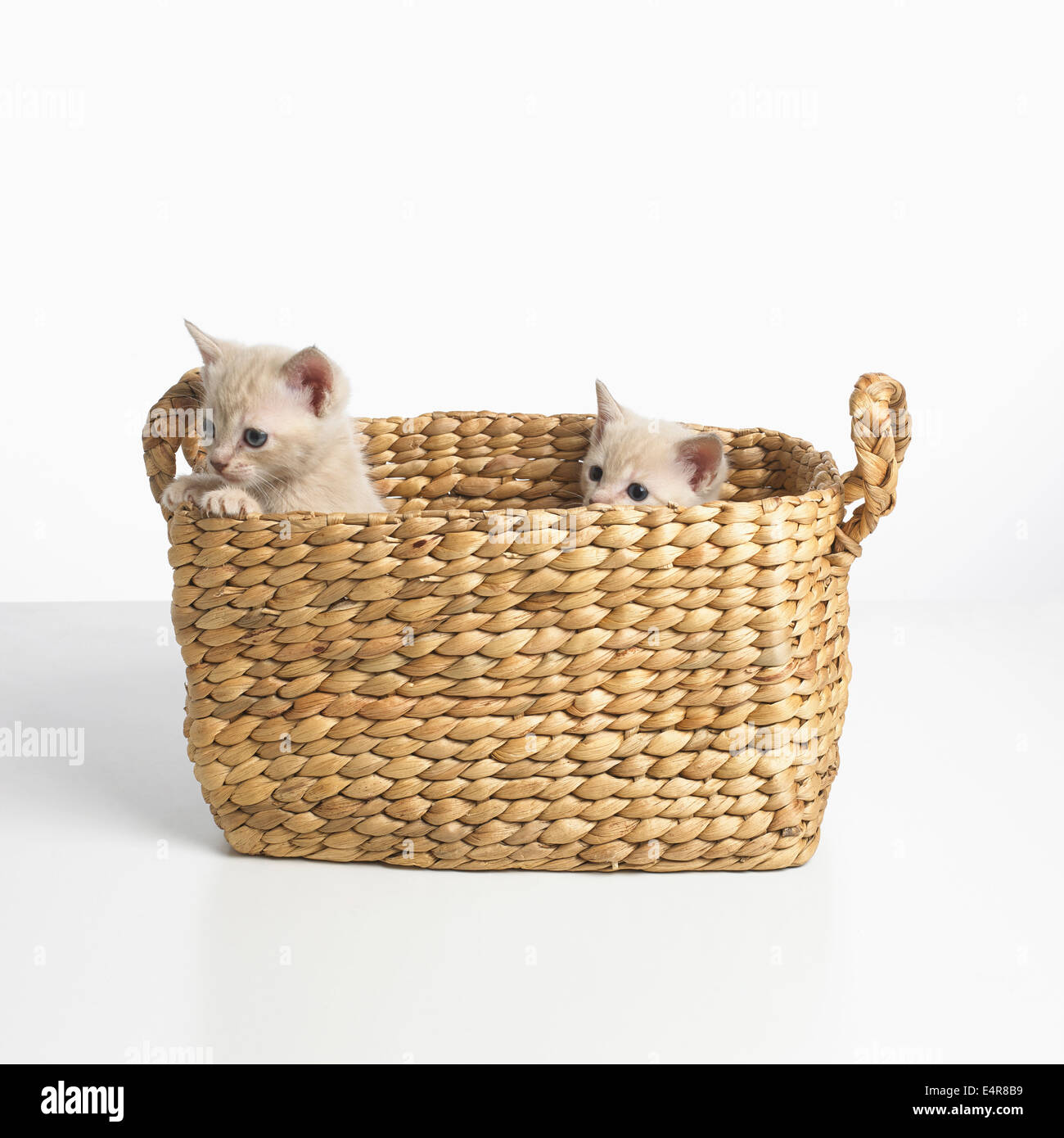 Burmese cross breed kittens Stock Photo