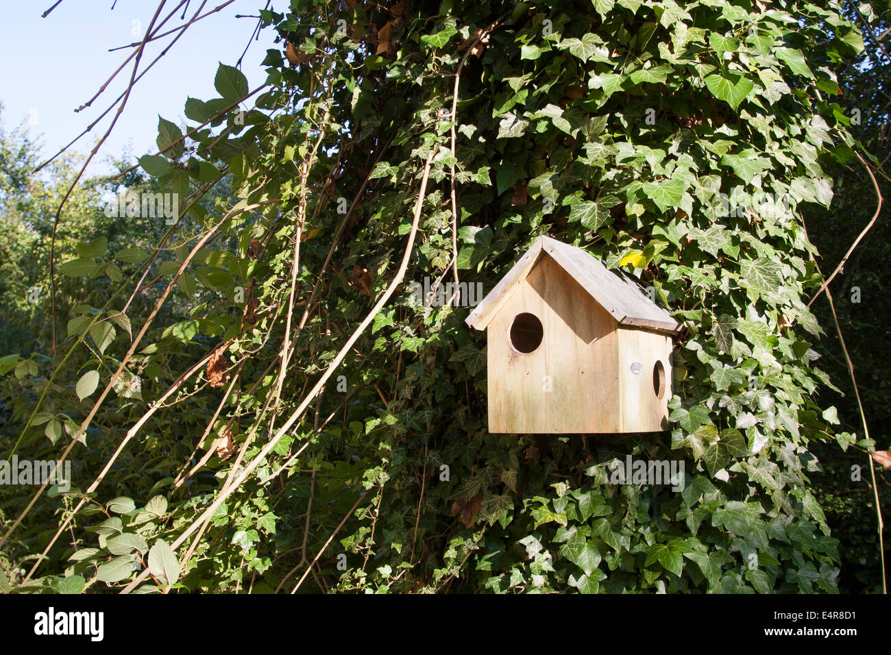Red squirrel, Eurasian red squirrel, nest box, nesting box, Eichhörnchen in  Nistkasten, Sciurus vulgaris, Écureuil d´Europe Stock Photo - Alamy
