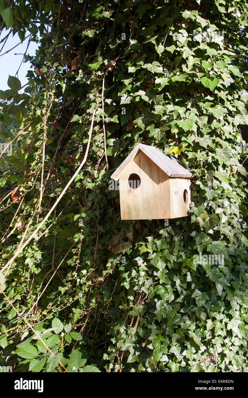 Red squirrel, Eurasian red squirrel, nest box, nesting box