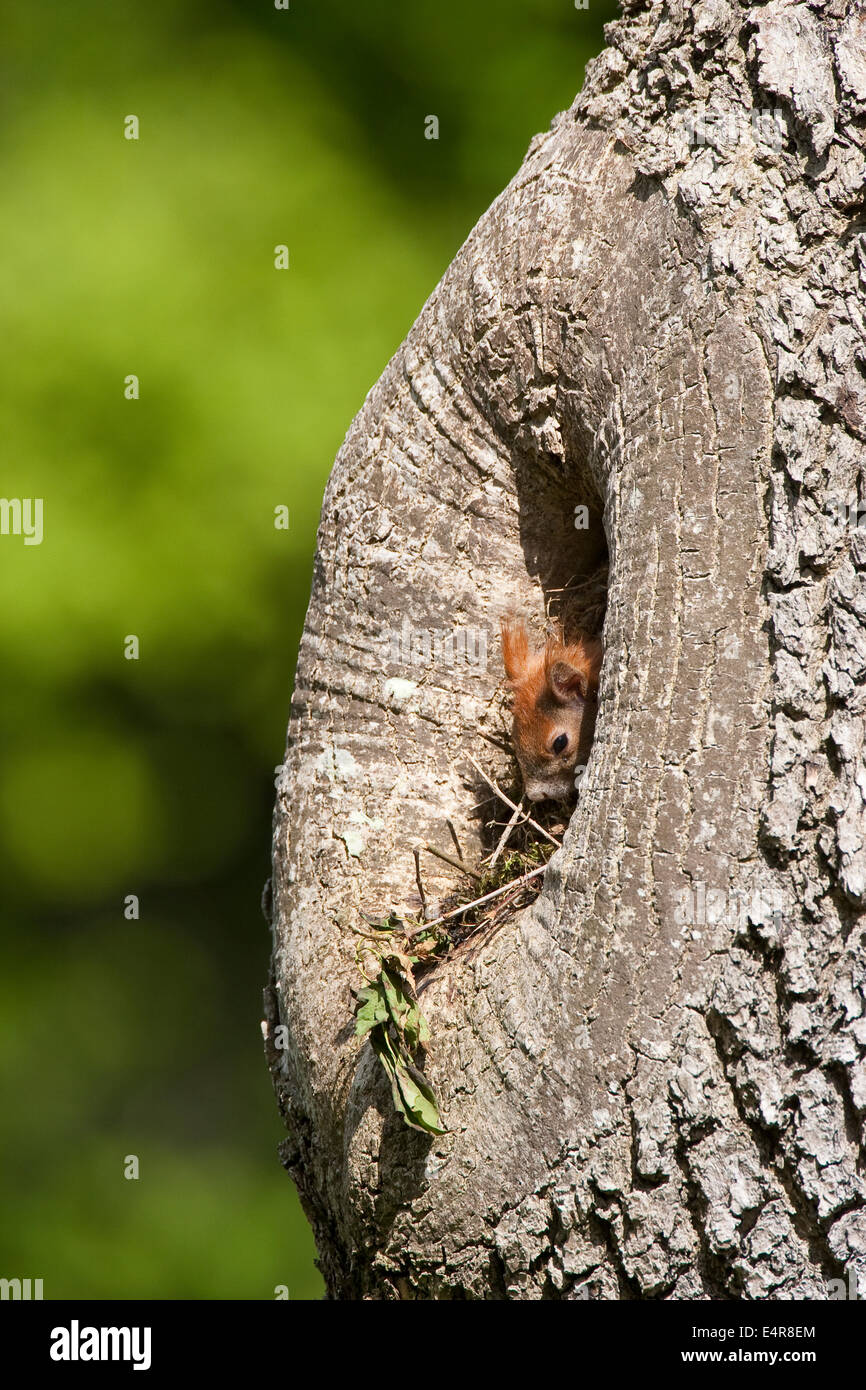 Red squirrel, Eurasian red squirrel, squirrel, Eichhörnchen, Nest in Asthöhle, Höhle, Sciurus vulgaris, Écureuil d´Europe Stock Photo