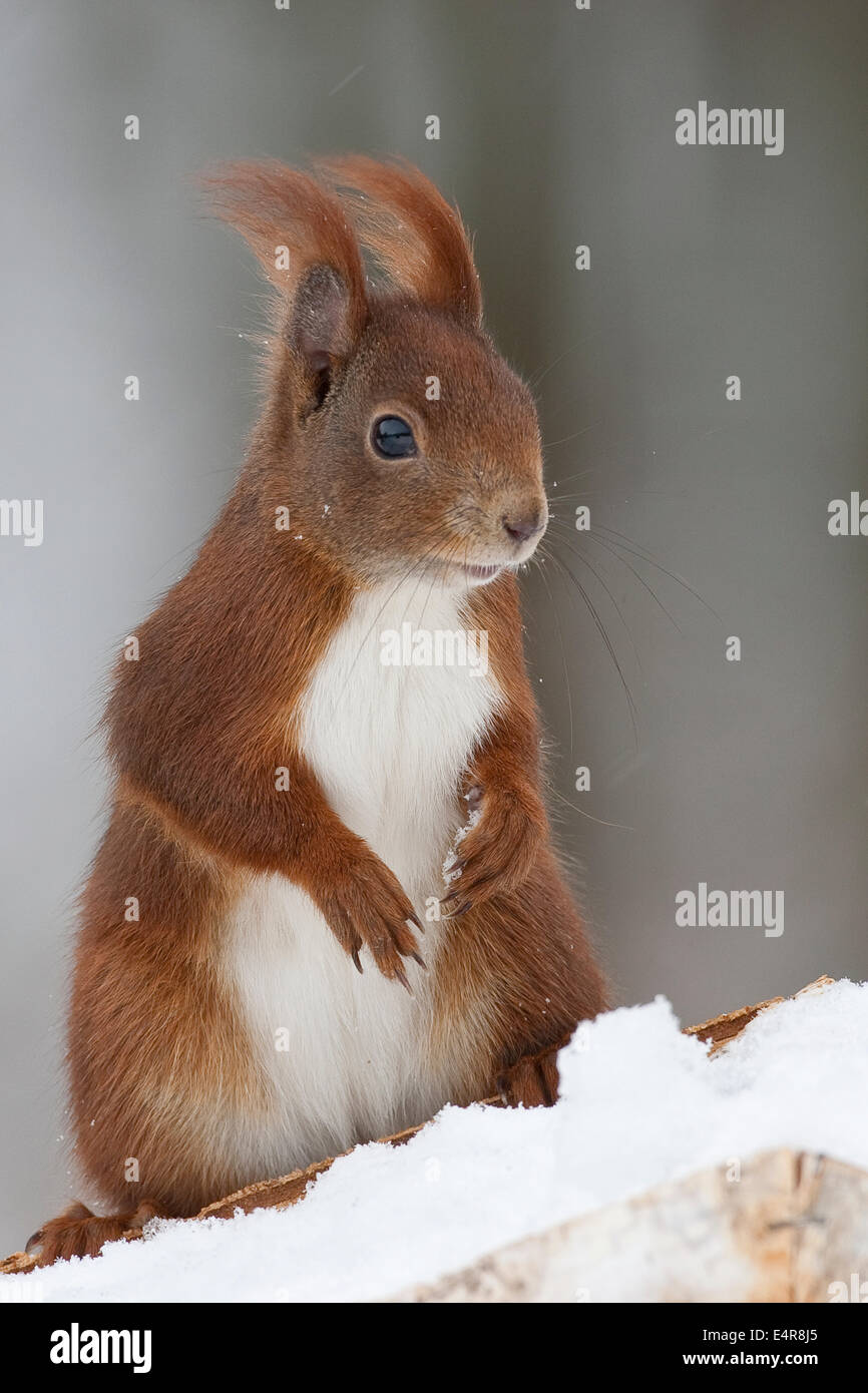 Red squirrel, Eurasian red squirrel, squirrel, birdhouse, Eichhörnchen, am Vogelhaus, Vogelfütterung, Sciurus vulgaris Stock Photo