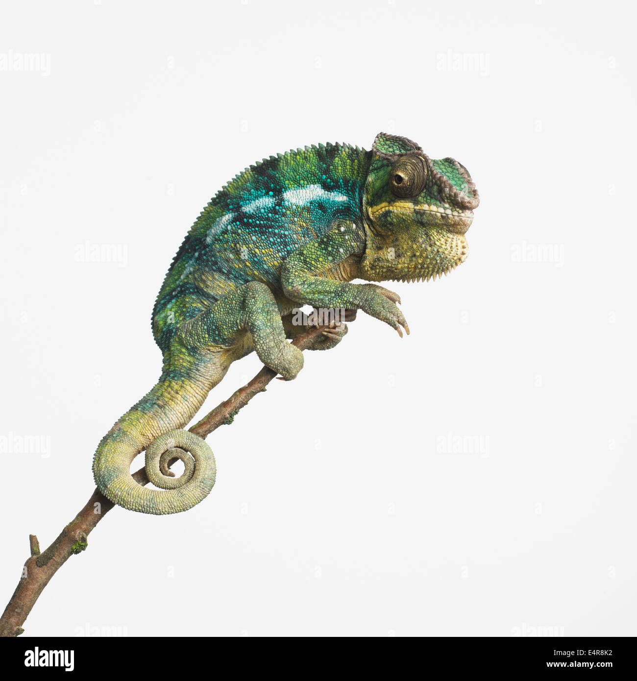 Panther Chameleon (Furcifer pardalis), male Stock Photo