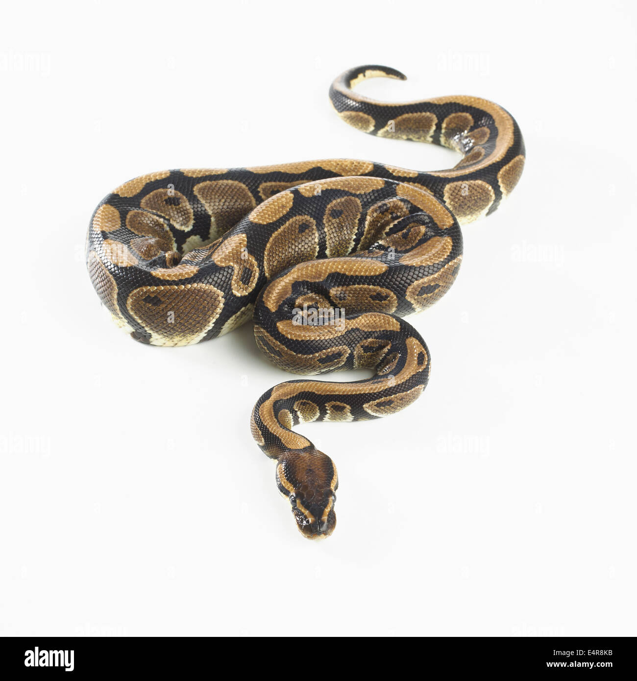 Royal Python (Python regius), 3-year-old female Stock Photo