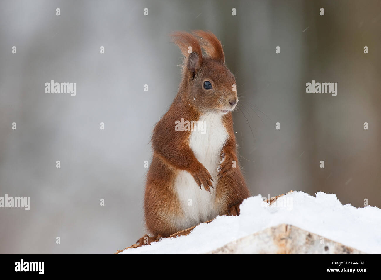 Red squirrel, Eurasian red squirrel, squirrel, birdhouse, Eichhörnchen, am Vogelhaus, Vogelfütterung, Sciurus vulgaris Stock Photo
