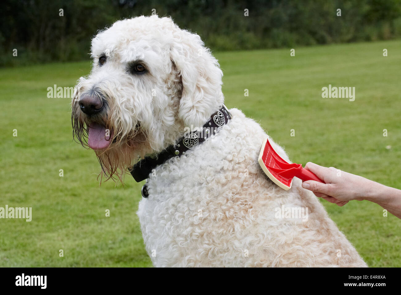 Dog grooming, brushing coat Stock Photo