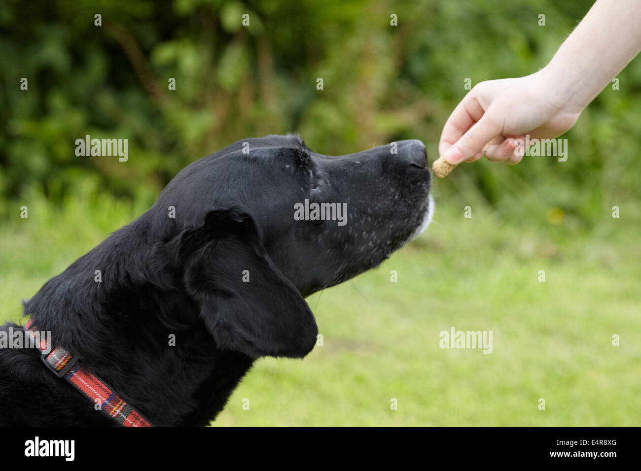 Owner giving Labrador treat Stock Photo