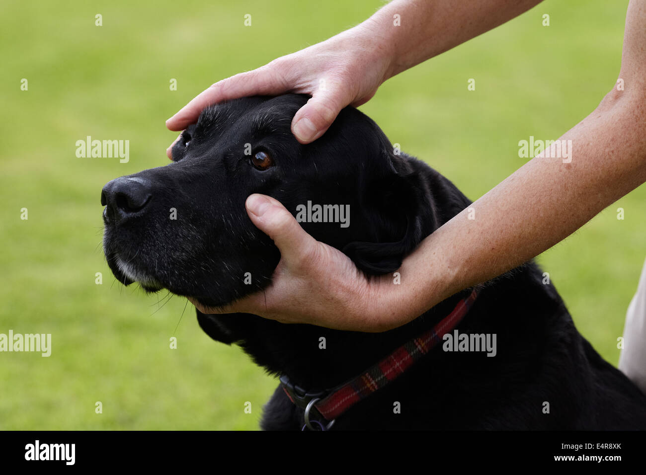 Dog health check: Owner checking Labrador's eyes Stock Photo