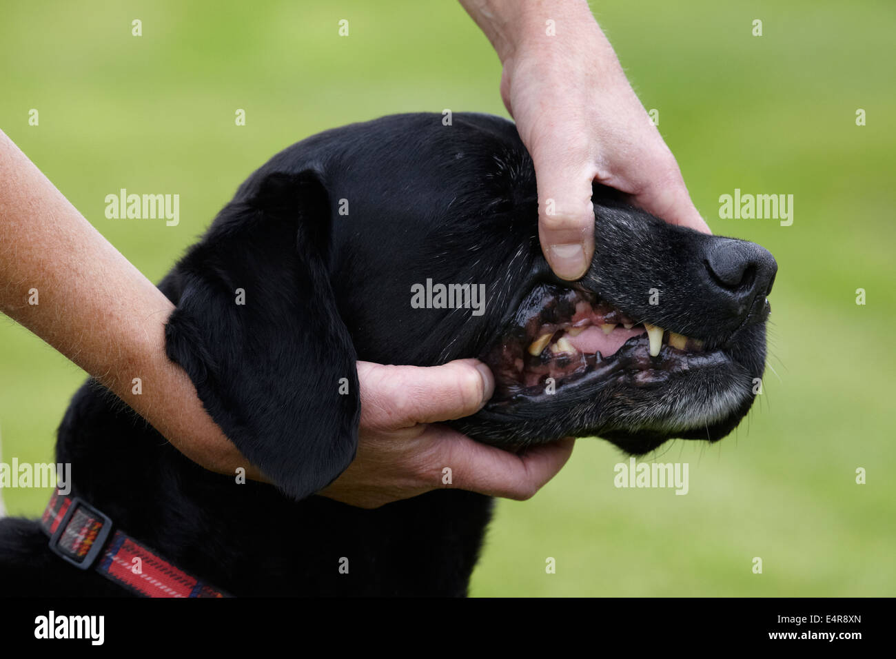 Dog health check: Owner checking Labrador's teeth and mouth Stock Photo