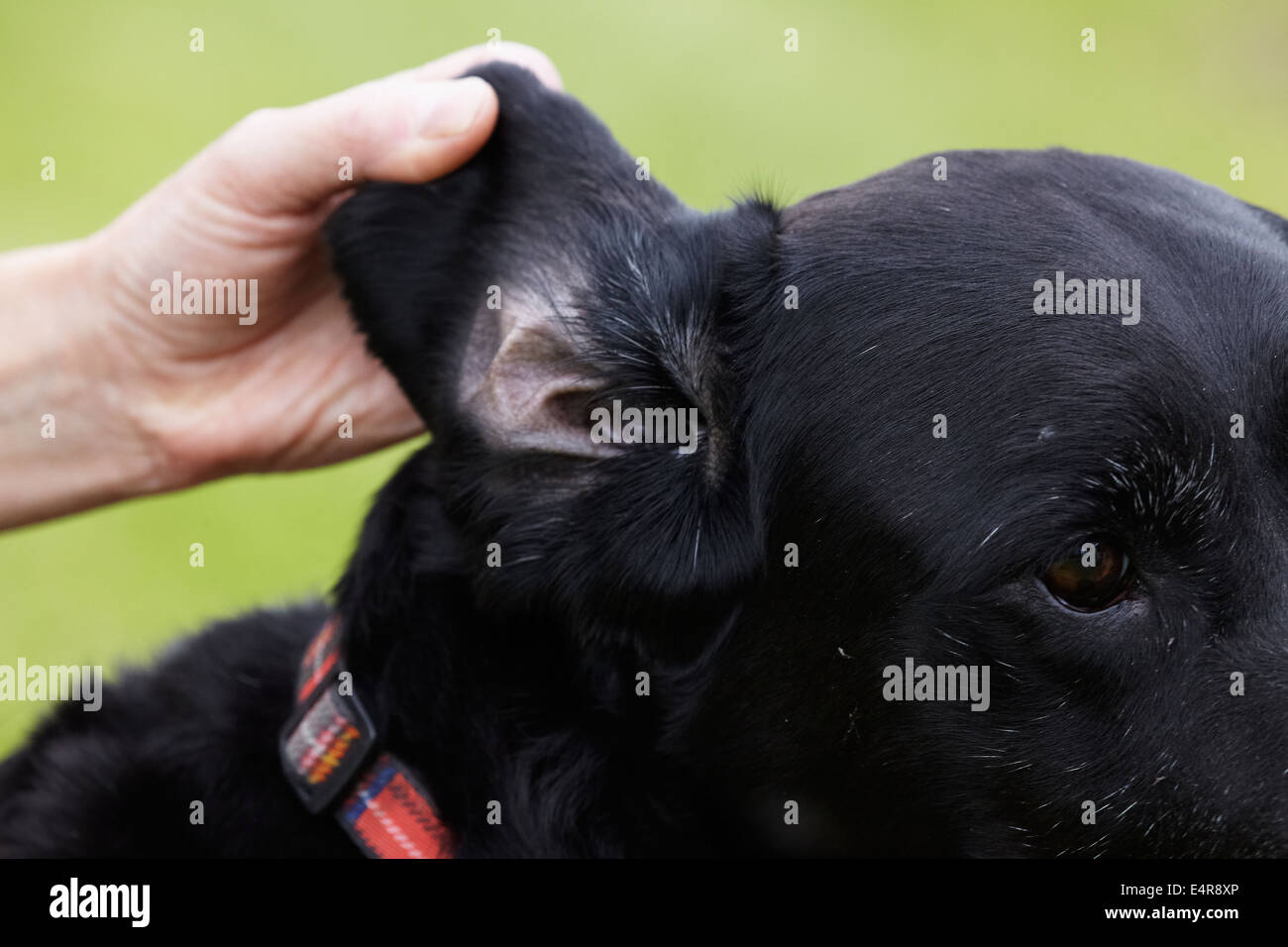 Dog health check: Owner checking Labrador's ears Stock Photo