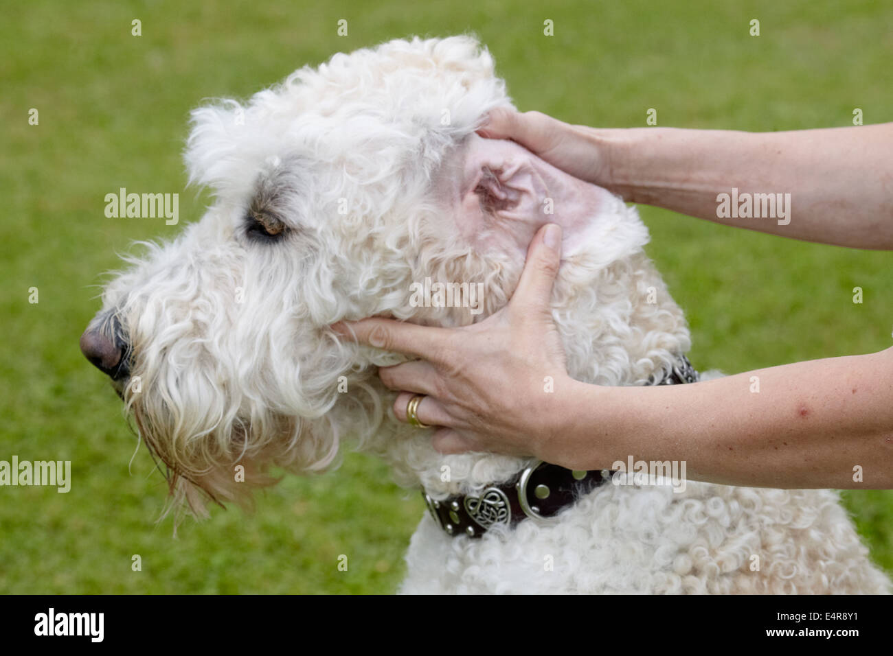 Labradoodle owner checking ears Stock Photo Alamy