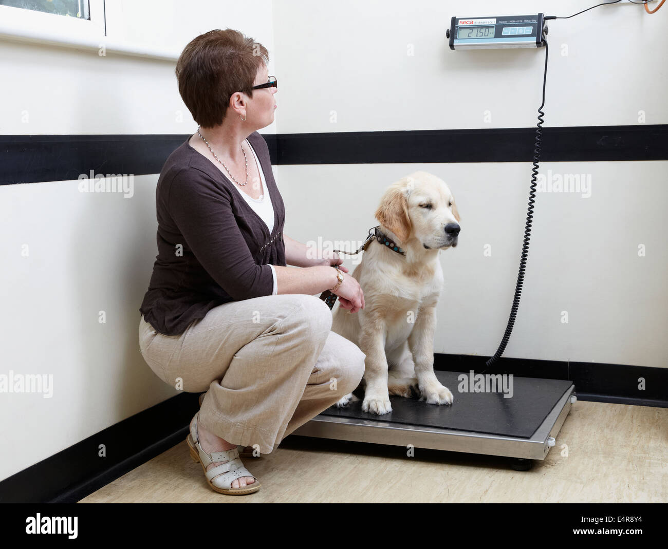 Labrador puppy being weighed at veterinary surgery Stock Photo