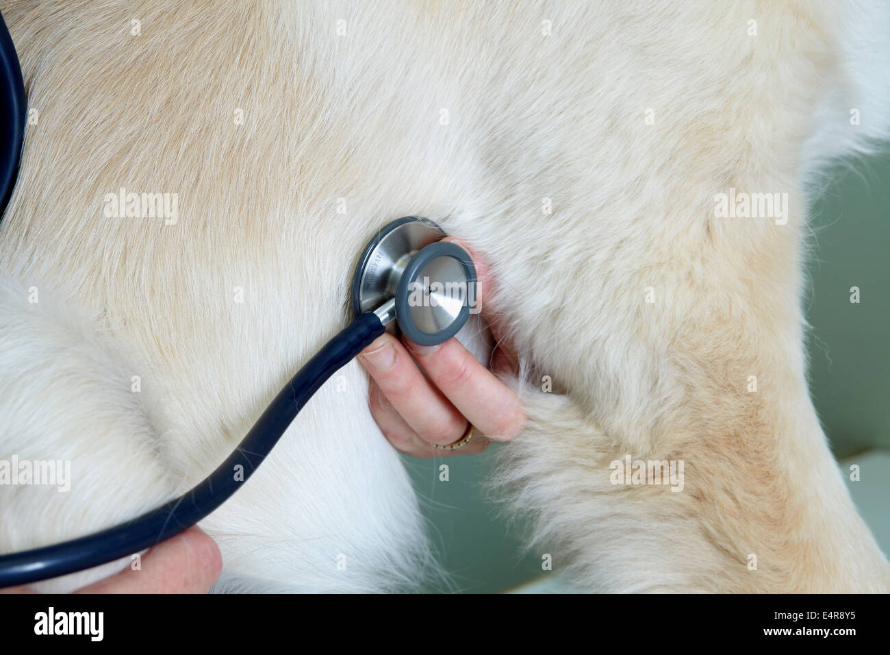 Labrador puppy being checked over by a vet. Listening to heartbeat Stock Photo
