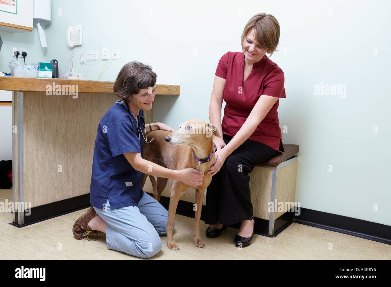Lurcher being checked over by a vet Stock Photo