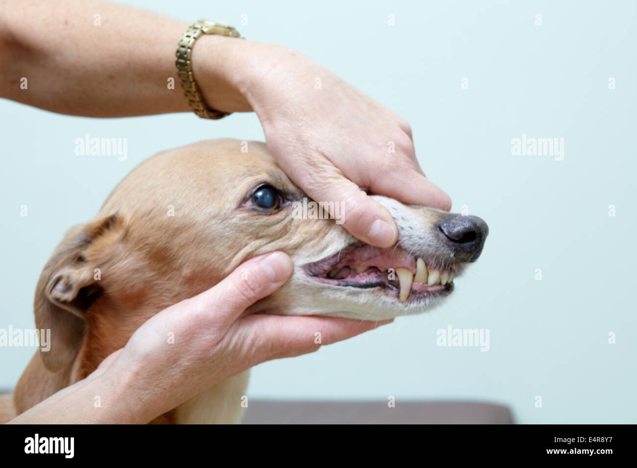 Lurcher being checked over by a vet. Checking teeth and mouth Stock Photo
