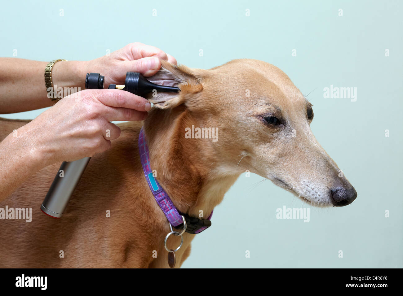 Lurcher being checked over by a vet. Checking ears with Otoscope (auriscope) Stock Photo