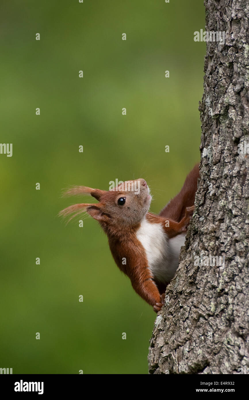 Red squirrel, Eurasian red squirrel, squirrel, Eichhörnchen, Sciurus vulgaris, Écureuil d´Europe Stock Photo
