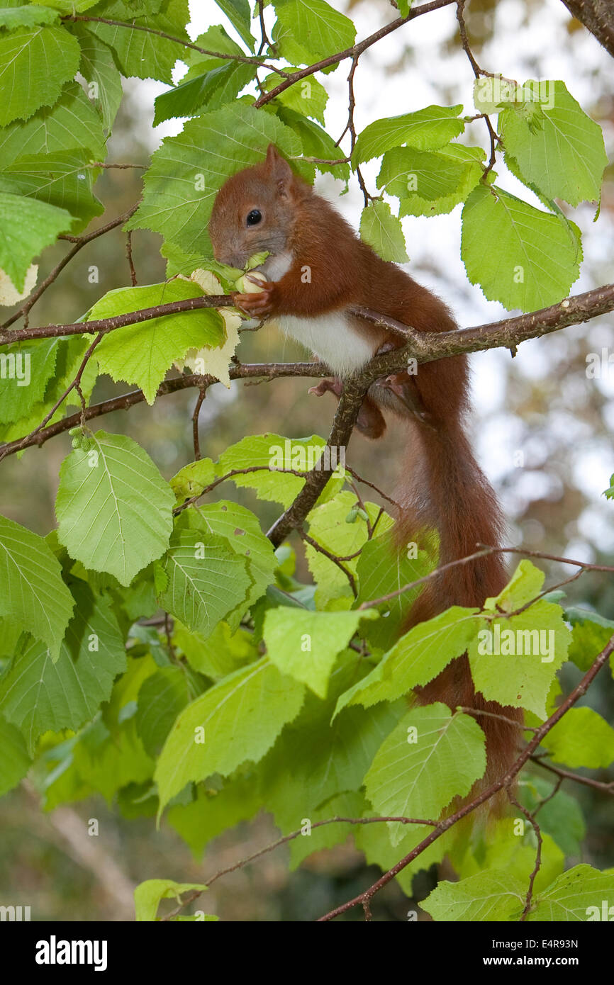 Red squirrel, Eurasian red squirrel, squirrel, cub, hatchling, drop, Eichhörnchen, Jungtier, Sciurus vulgaris, Écureuil d´Europe Stock Photo