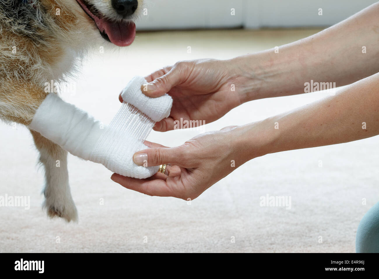 Owner applying bandage to elderly Jack Russell paw Stock Photo
