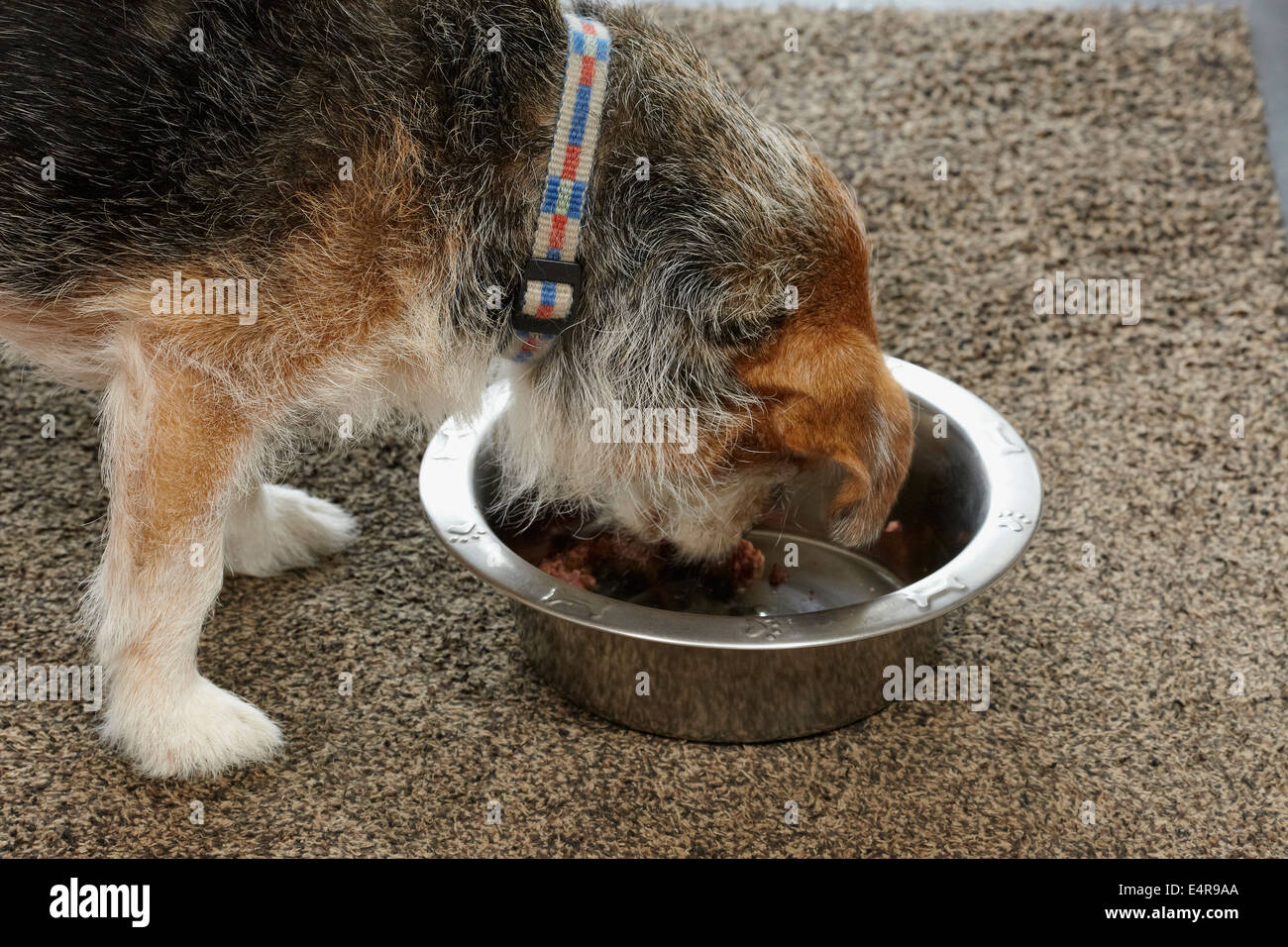 Elderly dog eating from bowl Stock Photo Alamy