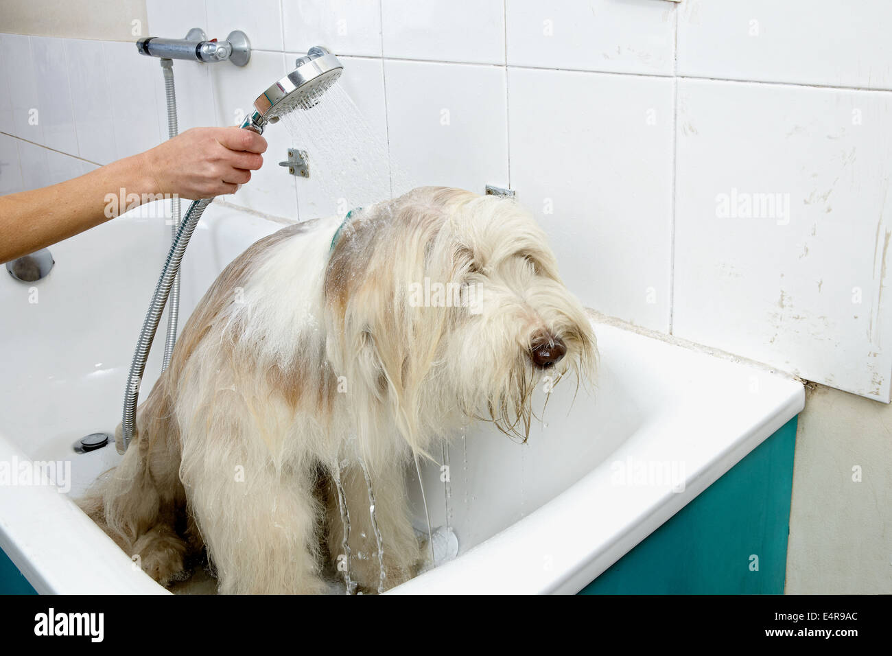 How Often Should You Bathe A Bearded Collie