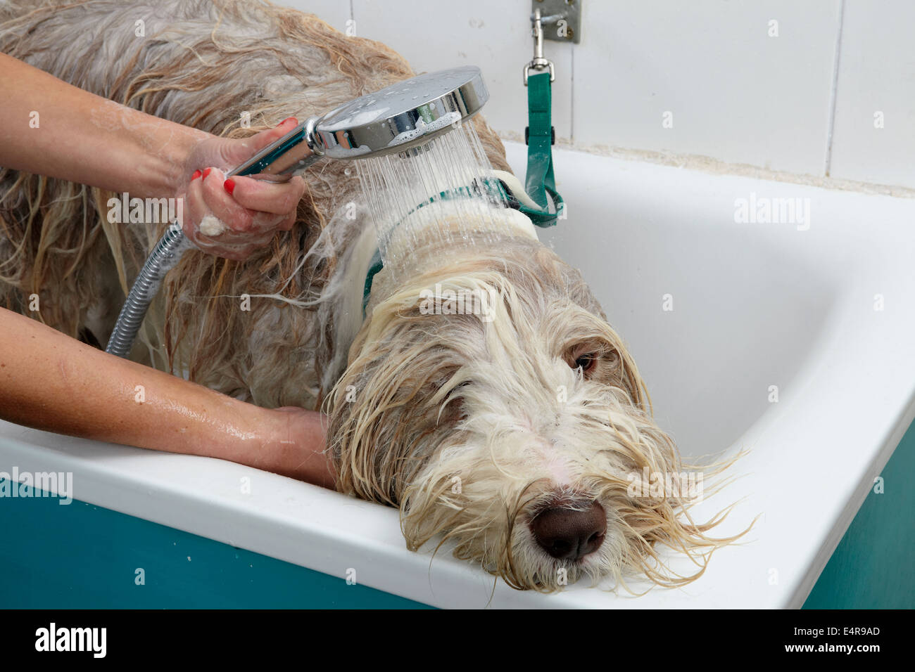 Bearded Collie, bathing sequence in grooming parlour Stock Photo